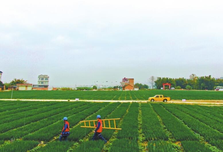 廣西最大秋冬菜種植基地右江河谷“南菜園”里蔥正香 優(yōu)質電來助春忙