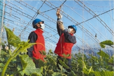 遼寧建平：供電服務(wù)送進(jìn)農(nóng)戶大棚