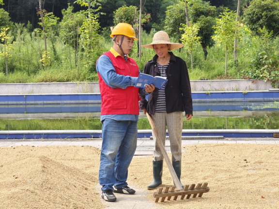 國網(wǎng)衢州供電公司紅船服務“零距離”電助水稻“喜豐收”