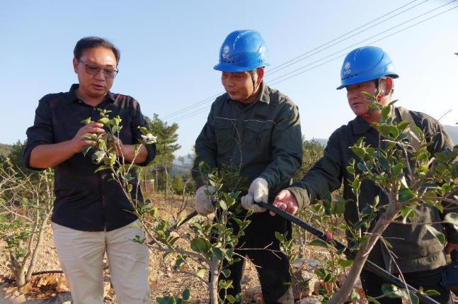 國網(wǎng)固始縣供電公司電力護航 油茶苗壯果香