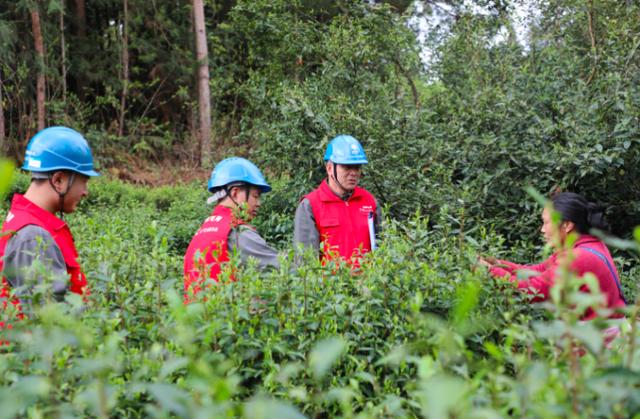 酉陽宜居茶飄香 電力護航產(chǎn)業(yè)興